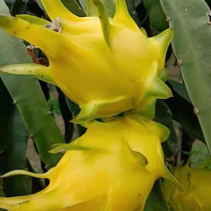 Könnte beinhalten: Nahaufnahme von zwei reifen gelben Drachenfrüchten mit grünen Spitzen und einem stacheligen Aussehen. Die Früchte sind an einer grünen Pflanze befestigt, die die natürliche Umgebung zeigt, in der sie wachsen. Das Bild hebt die einzigartige Textur und Farbe der tropischen Frucht hervor.