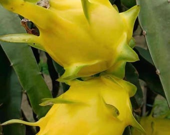 Fruit du dragon jaune, bouture de plante et branche enracinée, 'Golden Sun' Hylocereus undatus, variété asiatique douce