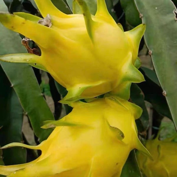 Yellow Dragon Fruit Plant Cutting& Rooted Branch, 'Golden Sun' Hylocereus undatus, Sweet Asian Variety