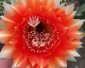May include: Close-up of a vibrant cactus flower with layers of orange petals, edged with white and yellow. The center features a dark core with white stamens and tiny white dots, showcasing intricate floral details.