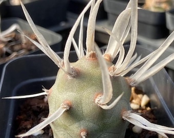 Tephrocactus Articulatus Papier-Spined Musashino Kaktus, Geschenk für Kaktussammler