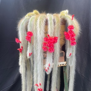 Può includere: Un cactus pensile con lunghi steli pelosi verde chiaro che cadono da un vaso marrone. Fiori rosso vivo sbocciano lungo gli steli. La pianta è posta su uno sfondo scuro.