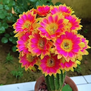 Cactus Hybrid - Etsy Denmark