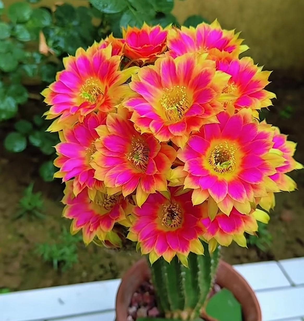 Echinopsis oxygona - Etsy 日本