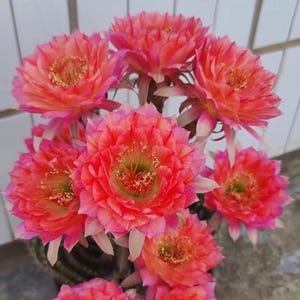 May include: A cluster of vibrant, blooming cactus flowers. The flowers display a gradient of colors, transitioning from a deep coral to a soft pink at the edges. The centers have a touch of yellow and green.