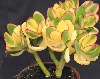 Crassula ovata 'Hummel's Sunset', Pianta di Giada, Succulenta variegata rara, radicata e talea da 10 cm
