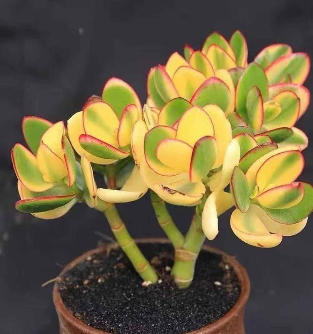 Mangave Plant - Etsy