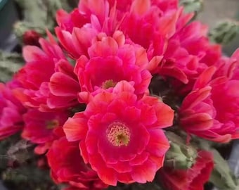 Esqueje de Echinocereus pentalophus de 2", cactus 'Lady Finger', máquina de floración