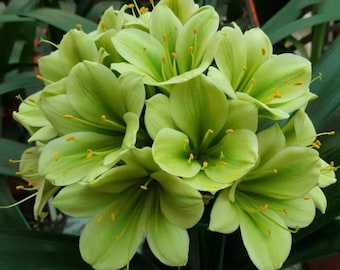 GRAINES| Graines de Clivia miniata, 3 couleurs assorties, 5 pièces par paquet, plante rare, plante d'intérieur