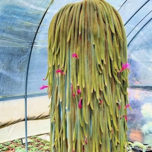 May include: A large, cascading cactus with long, green, rope-like stems. Small pink flowers are scattered throughout the plant. The cactus is in a greenhouse setting, with other potted plants visible in the background.
