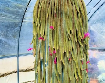 Talee / Cactus coda di topo, Aporocactus flagelliformis, talee di varie lunghezze, vendute in gruppi di 3, rara pianta succulenta pendente