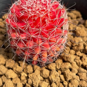 Rare Red Cactus, 1.2'' Mammillaria beneckei Variegata, Living Succulent Plant
