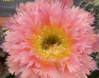 Echinopsis ssp. 'Phoenix Feather', 1,5 '' verwurzelt, Blütenfarbe wie in Fotos | Phoenix Feder-Kollektion Echinopsis