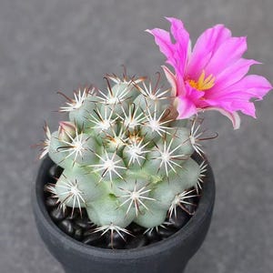 Mammillaria Schumannii - Etsy