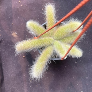 Agrupación de cactus cola de mono (forma completa), tamaño para maceta de 6'', gama completa: forma de ramo con 2-8 ramas, Hildewintera colademononis