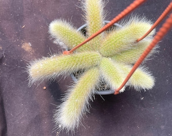 Affenschwanzkaktus-Clustering (vollständige Form), Größe bis zu einem 6-Zoll-Topf, vollständige Palette: Straußform mit 2-8 Zweigen, Hildewintera colademononis