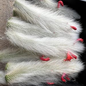 10–11in Unrooted Monkey Tail Cactus Cuttings , Rare Collector Grade Trailing Succulent Gift for Plant Lovers