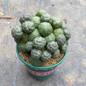 Multi Head Football Opuntia, Rare Ball Opuntia Houseplant, Collector Desert Succulent, Unique Home Office Cactus Decor