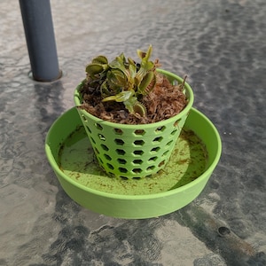 May include: A Venus flytrap plant with green and reddish leaves potted in a light green, hexagonal-patterned plastic pot. The pot sits inside a matching light green circular saucer containing water and brown sphagnum moss substrate.