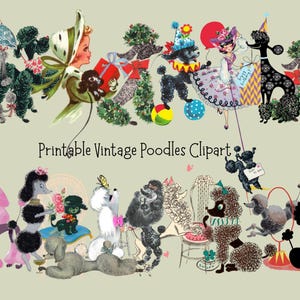 Puede incluir: Un clipart digital de estilo vintage con varios caniches en escenas caprichosas. Las ilustraciones incluyen caniches con sombreros de fiesta, sosteniendo regalos y realizando trucos. Se muestra el texto "Printable Vintage Poodles Clipart".