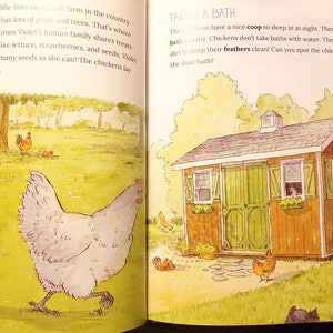 Signed Copy Let's Hatch Chicks Illustrated Childrens Kids Chicken Keeping Book by Lisa Steele of Fresh Eggs Daily image 2