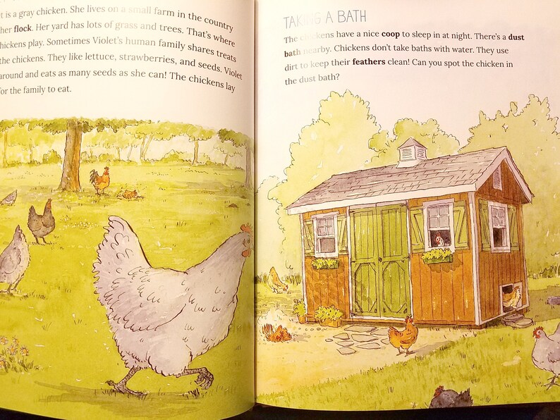 Signed Copy Let's Hatch Chicks Illustrated Childrens Kids Chicken Keeping Book by Lisa Steele of Fresh Eggs Daily image 2