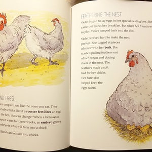 Signed Copy Let's Hatch Chicks Illustrated Childrens Kids Chicken Keeping Book by Lisa Steele of Fresh Eggs Daily image 4