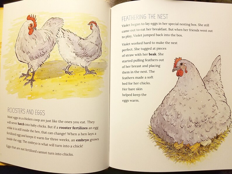 Signed Copy Let's Hatch Chicks Illustrated Childrens Kids Chicken Keeping Book by Lisa Steele of Fresh Eggs Daily image 4