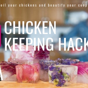 May include: A book titled "101 Chicken Keeping Hacks" by Lisa Steele with a pink background and a pile of ice cubes with flowers frozen inside.