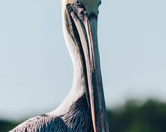 Portrait of a Pelican