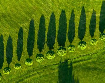 Aerial Tree Shadows Landscape Print – Nature Wall Art, Green Field Photography
