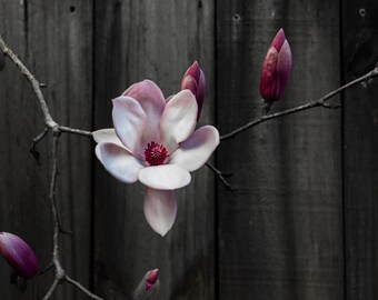 Southern Magnolia in Bloom
