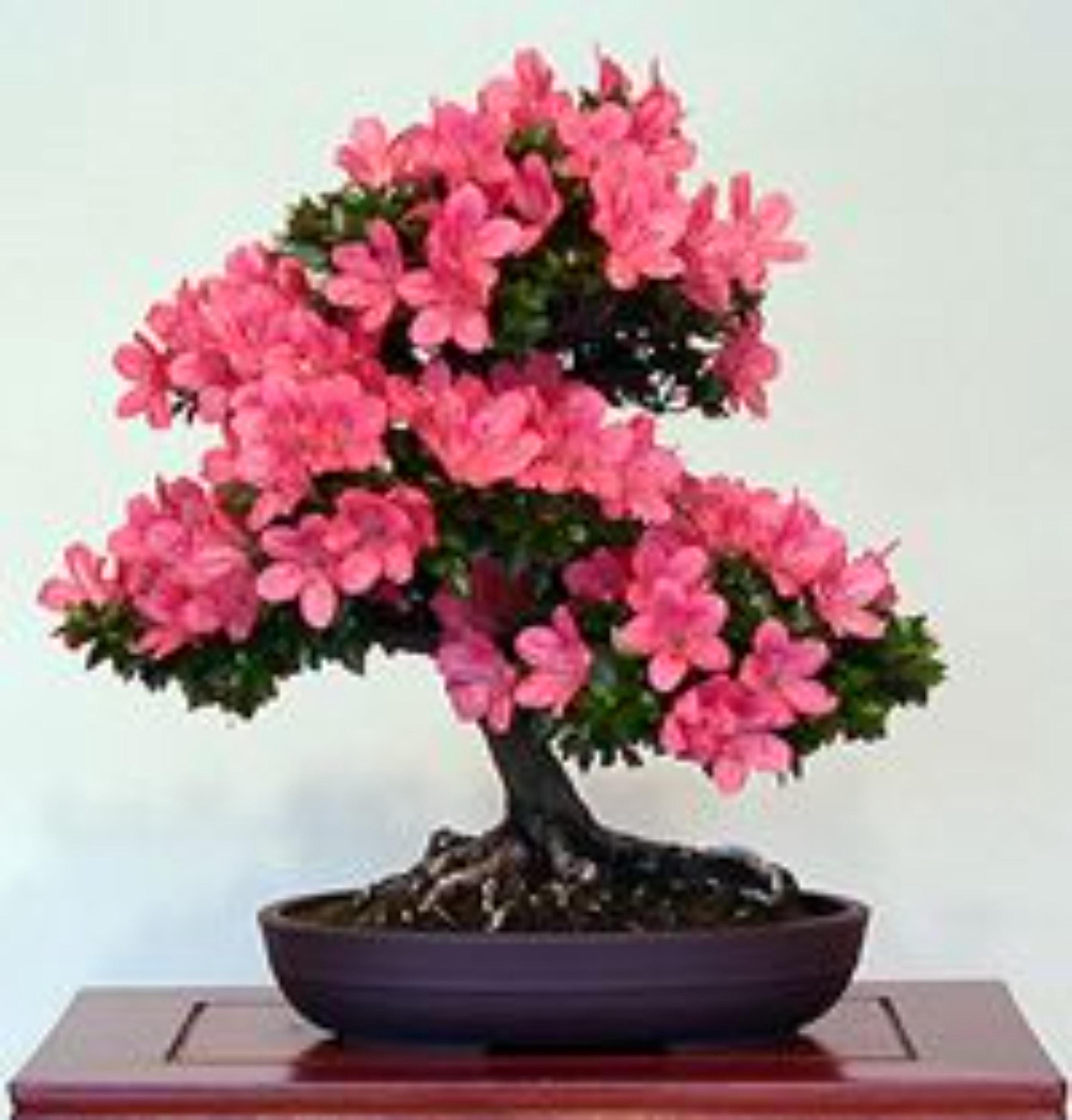 purple ghost japanese maple bonsai Purple Ghost Japanese Maple – Iridescent reddish-purple spring foliage  shifting to purple main image 1