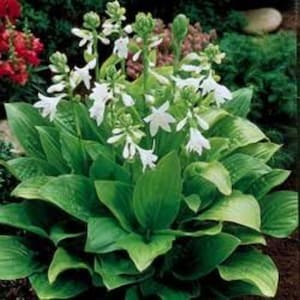 Divisioni Hosta Royal Standard – Pianta profumata da ombra