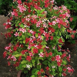 Rangoon creeper plant - Etsy 日本