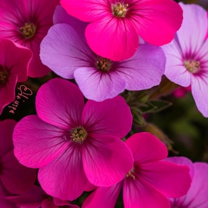 Pode incluir: Close-up de vibrantes flores rosa e roxas com cinco pétalas. As flores têm centros amarelos e estão em plena floração, criando uma colorida exposição floral. A imagem mostra uma variedade de tons, desde magenta profundo a lavanda suave.