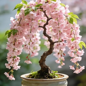 Könnte beinhalten: Ein Bonsai-Baum mit kaskadenartigen Ästen, die mit zarten rosa Blüten und grünen Blättern bedeckt sind. Der Baum steht in einem hellgrünen Keramiktopf. Der Stamm ist dunkelbraun, vor einem verschwommenen Hintergrund.