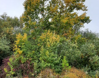 Fast Growing Tree Cuttings