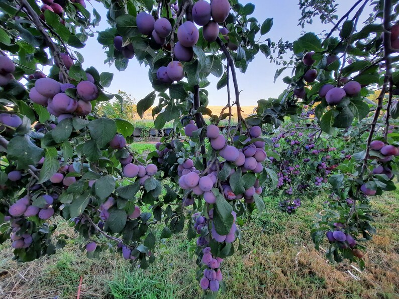Fruit & Medlar Tree Scion Wood apples, Pears, Plums, Medlars Etsy