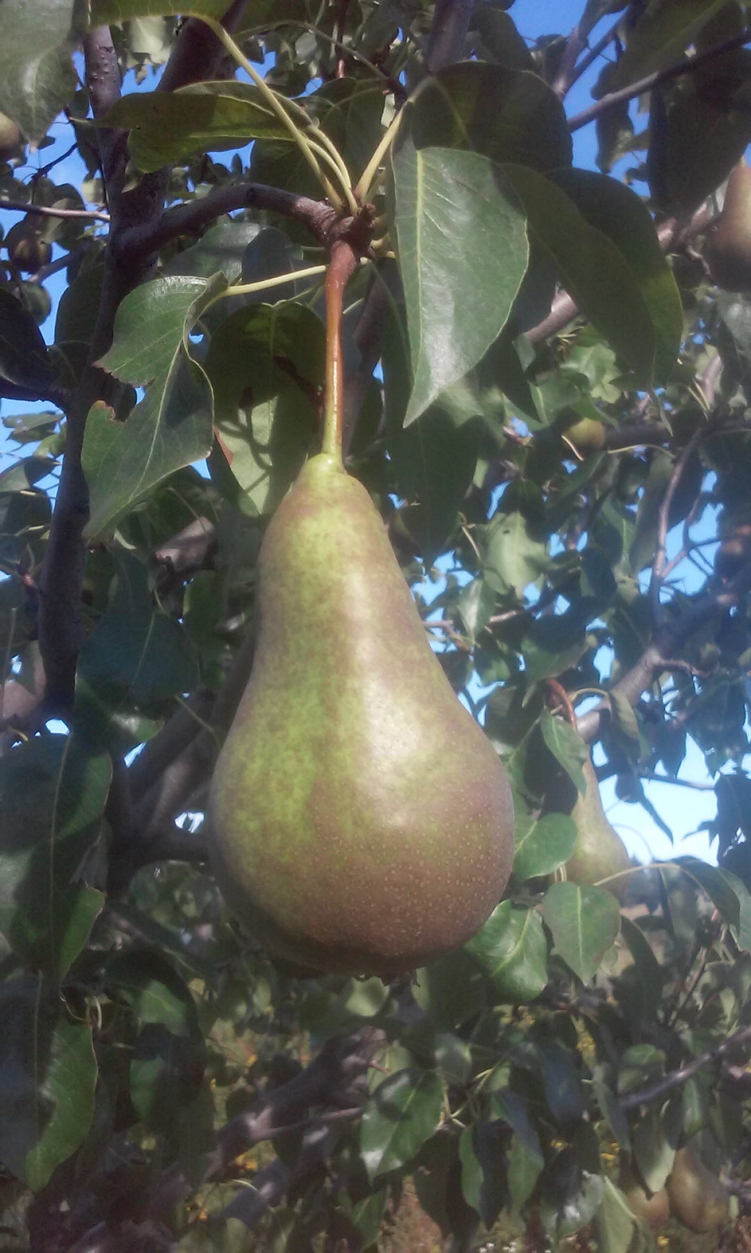 Fruit & Medlar Tree Scion Wood apples, Pears, Plums, Medlars Etsy