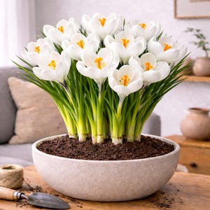 10 Pre-Chilled Peter Pan Crocus Bulbs for Forcing Indoors – Holiday Gift – Easy Flowers in Pots or Planters – Bloom Indoors (10 Bulbs)