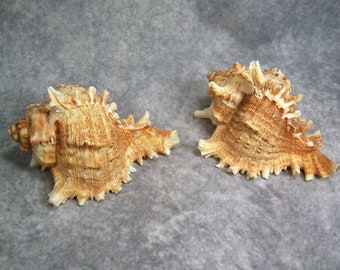 2 Murex Seashells  GroupD  Very Nice