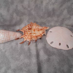 May include: Three seashells, one is a large brown and white cone shell, one is a smaller white cone shell, and one is a flat white sand dollar.