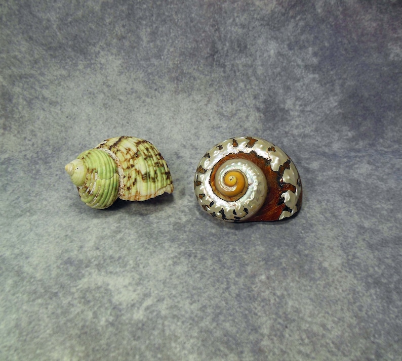 2 Shells African Pearlized Turbo Shell and Silver Mouth? Turbo - Etsy