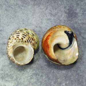 2 Shells African Pearlized Turbo Shell and Silver Mouth? Turbo - Etsy