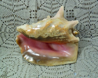 Beautiful Large Pink Conch Shell over 2 lbs.  So Pretty!