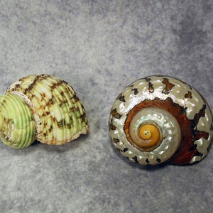 2 Shells African Pearlized Turbo Shell and Silver Mouth? Turbo - Etsy