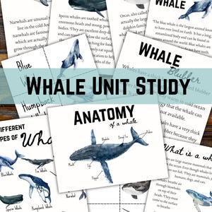 Op de afbeelding: Een verzameling educatieve kaarten getiteld Whale Unit Study met aquarelillustraties van verschillende walvissoorten, waaronder narwallen, potvissen, orka's en blauwe vinvissen, samen met informatieve teksten over walvisanatomie en biologie.