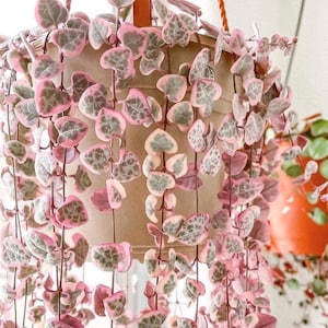 May include: A set of three ceramic mugs with a speckled, matte finish. The mugs are in shades of cream, light gray, and dark gray. Each mug has a simple, minimalist design, perfect for coffee or tea.