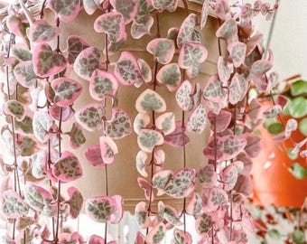 Variegated String of Hearts Live Succulent 4" Pot, Ceropegia Woodii Variegata, Hanging Plant, 4-7 Inch Tall
